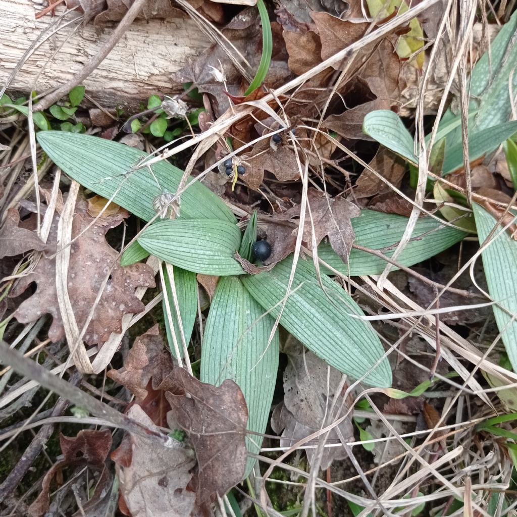 ophrys da identifcare